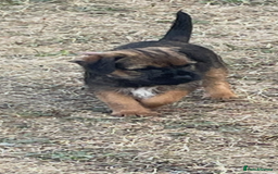 Border Terrier dogs for sale:  Border Terrier puppies  - Image 4