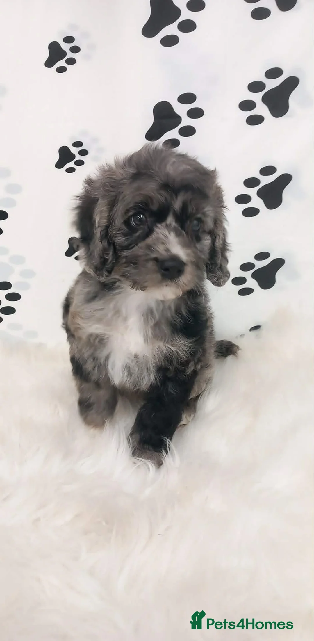Cockapoo dogs for sale: F1 Merle cockapoo (READY NOW) - Advert 3