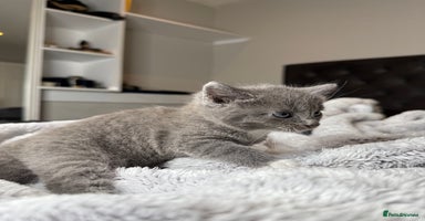 British Shorthair cats - Advert 8
