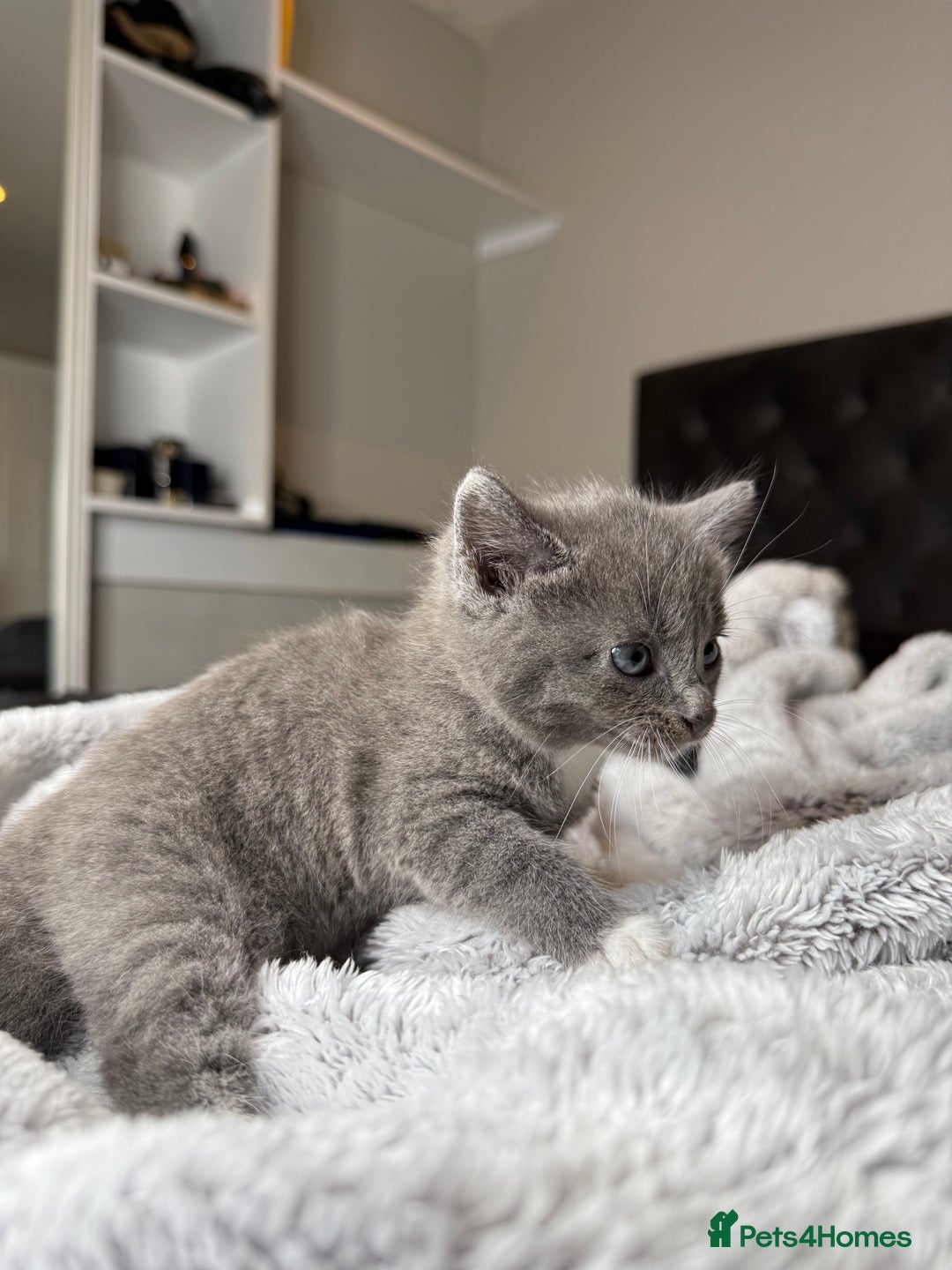 British Shorthair cats for sale: Our beautiful cute shorthair blue kittens - Image 3