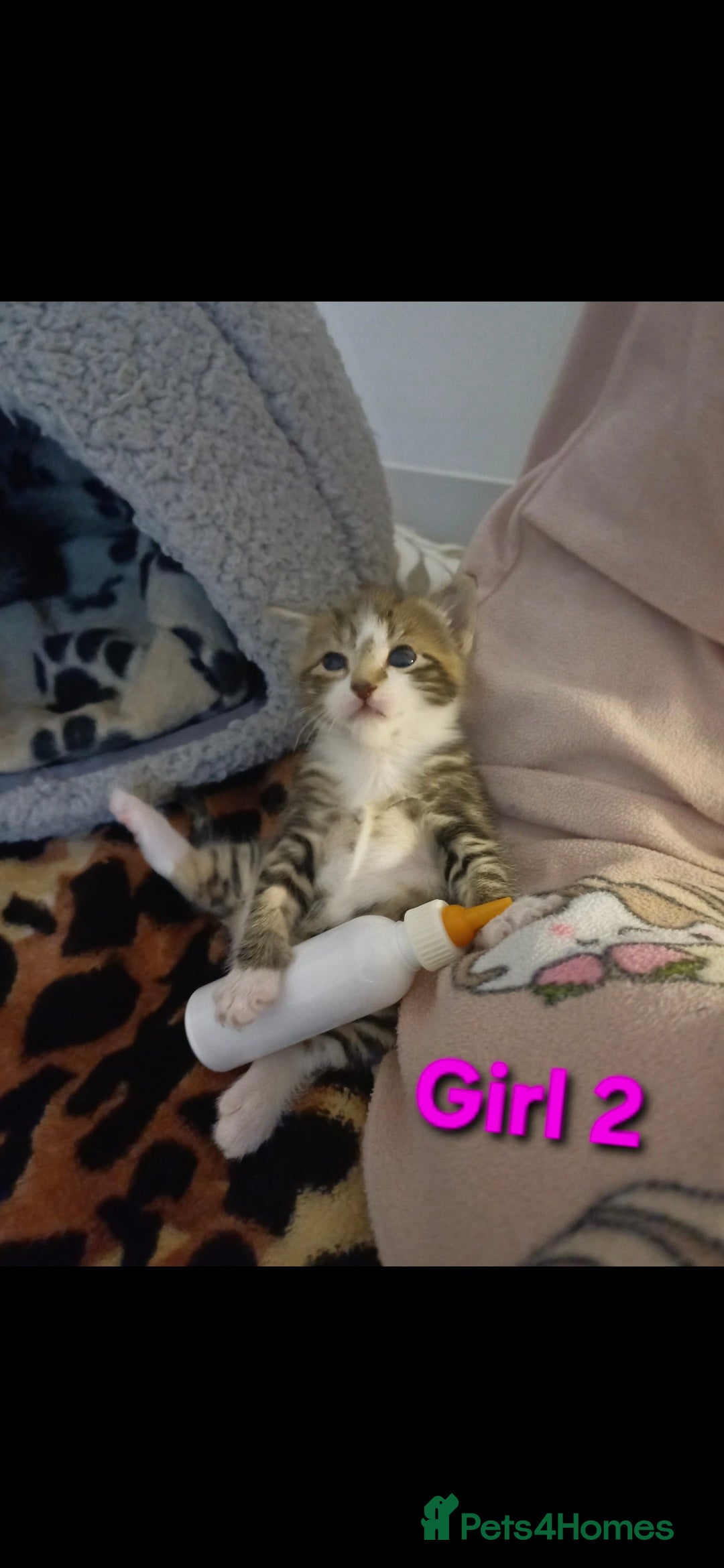 Mixed Breed cats for sale: 3 beautiful kittens for adoption  - Advert 5