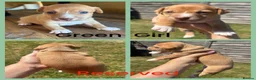Jack Russell dogs for sale: Beautiful Tiny Full Jack Russell puppies  - Advert 4