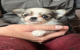 Chihuahua dogs for sale: Long haired KC chihuahua boys  - Image 1