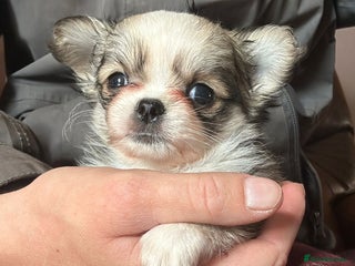 Chihuahua dogs - Advert 21