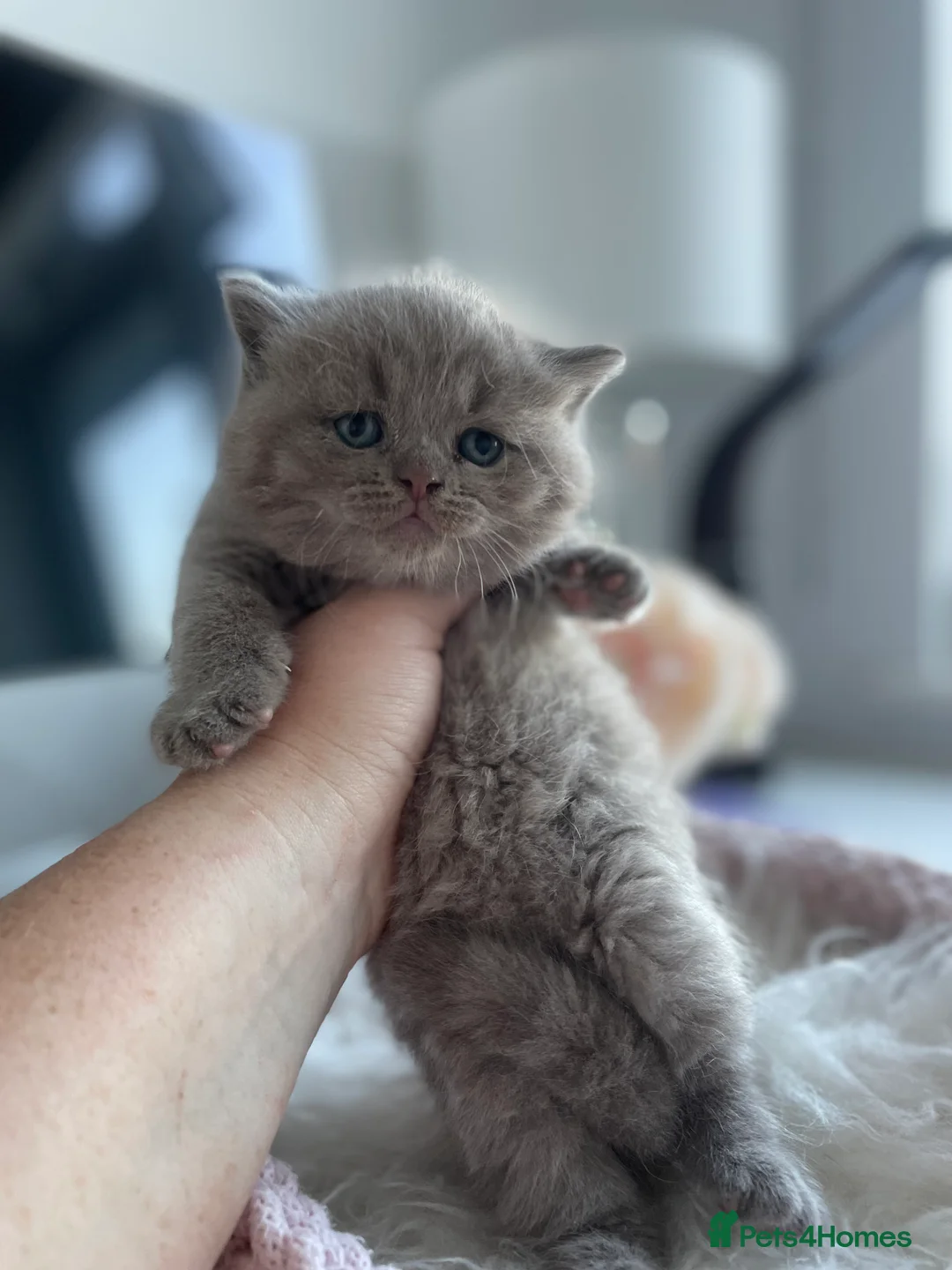 British Shorthair cats for sale: Champion Bloodline British shorthair kittens - Advert 29