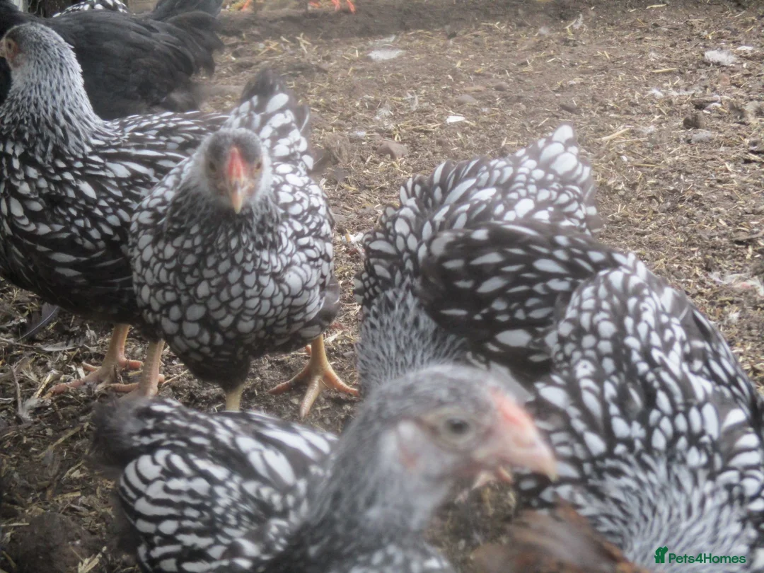 Chickens poultry for sale: Bantam Pullets, Wyandotte Pekin/Araucana  Bantams - Advert 2