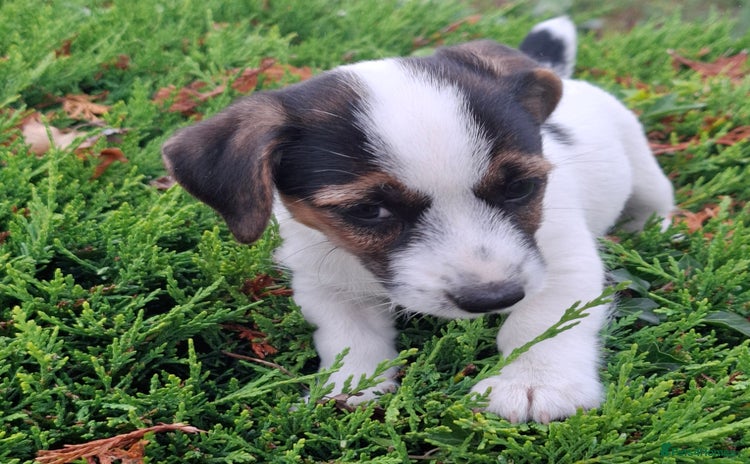 Jack Russell dogs - Advert 11
