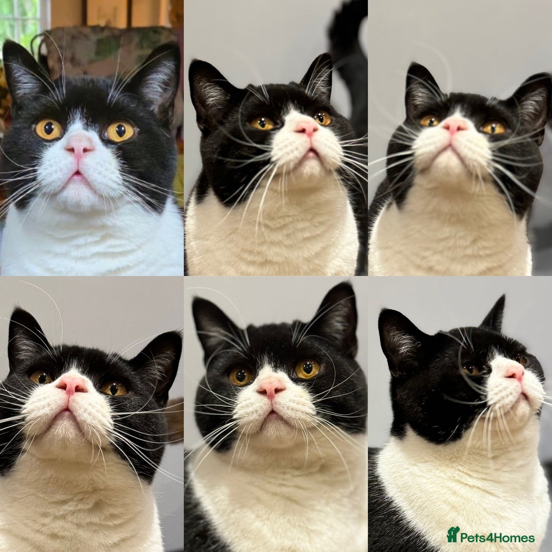 British Shorthair cats for sale: Pedigree British Shorthair colourpoint boy - Advert 7