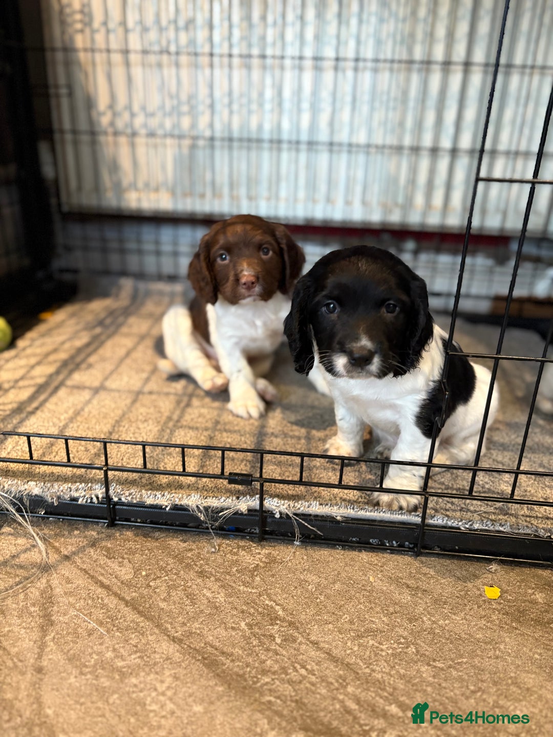 English Springer Spaniel dogs for sale: English springer spaniel working puppies  - Image 2