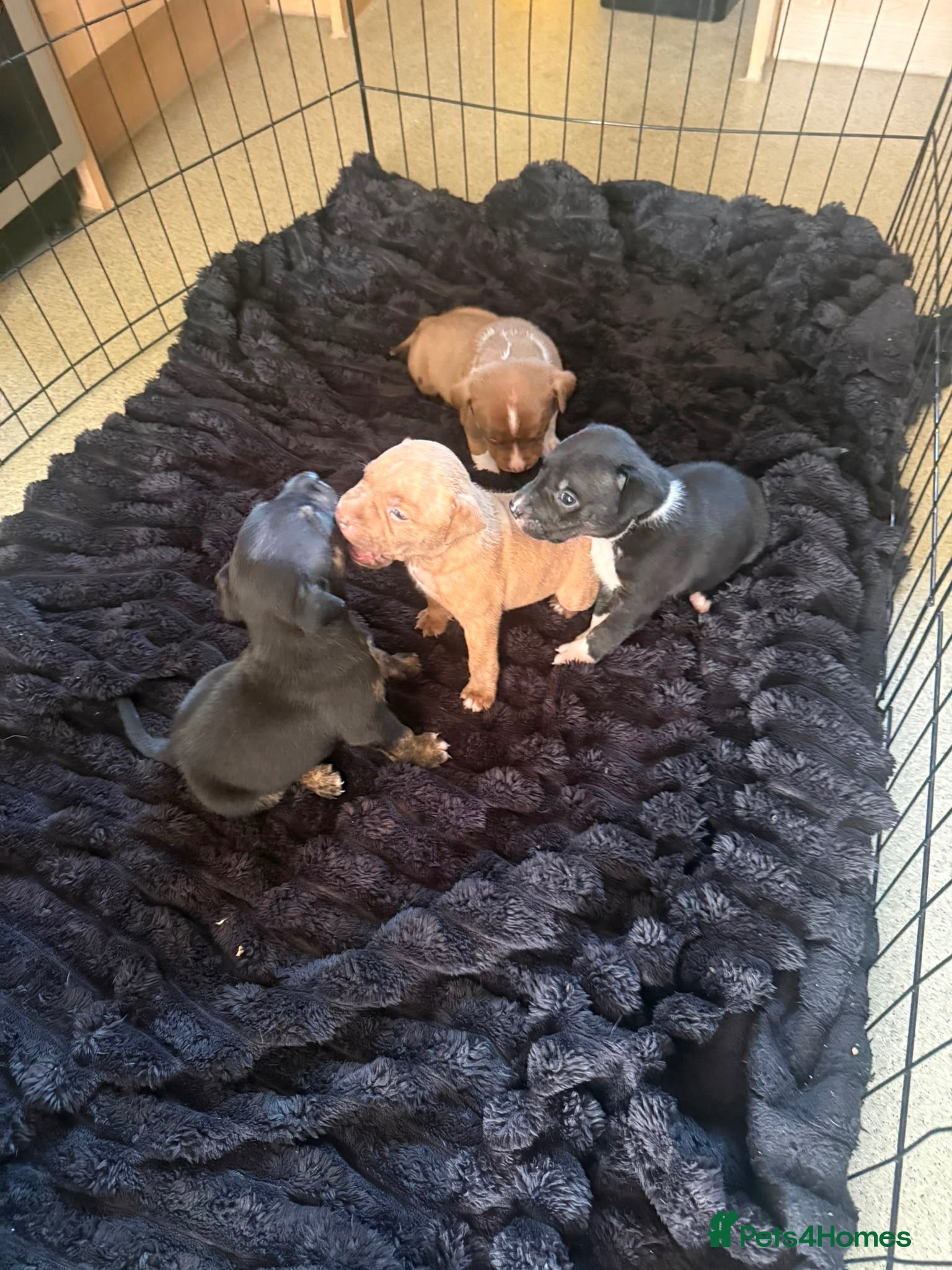 Mixed Breed dogs 6 puppies for sale, 5 males, 1 female - Advert 4
