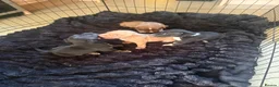 Mixed Breed dogs for sale: 6 puppies for sale, 5 males, 1 female in Dukinfield - Advert 1