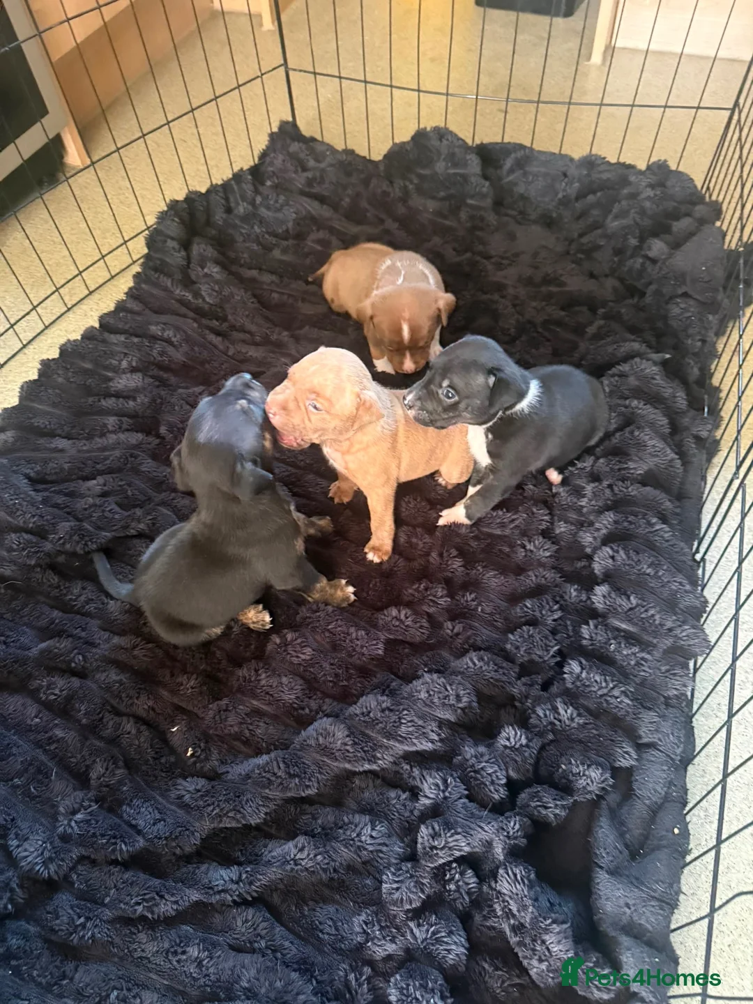 Mixed Breed dogs for sale: 6 puppies for sale, 5 males, 1 female in Dukinfield - Advert 1