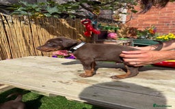 Dobermann dogs for sale: Doberman brown & tan - Image 5