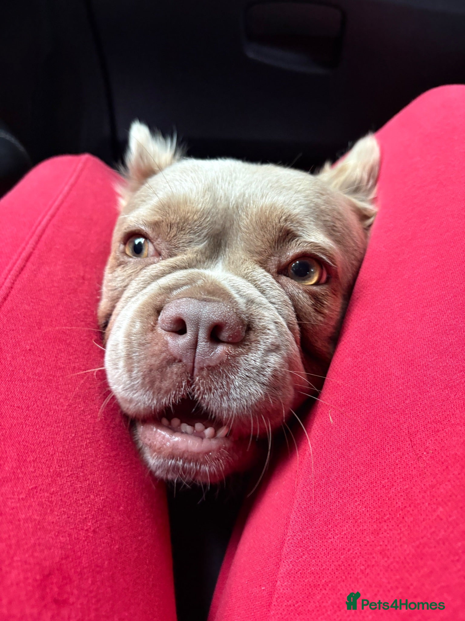 French Bulldog dogs Fluffy frenchie  - Advert 1