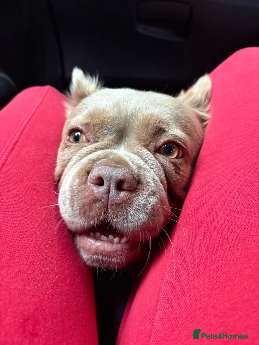 French Bulldog dogs for sale: Fluffy frenchie  - Advert 1