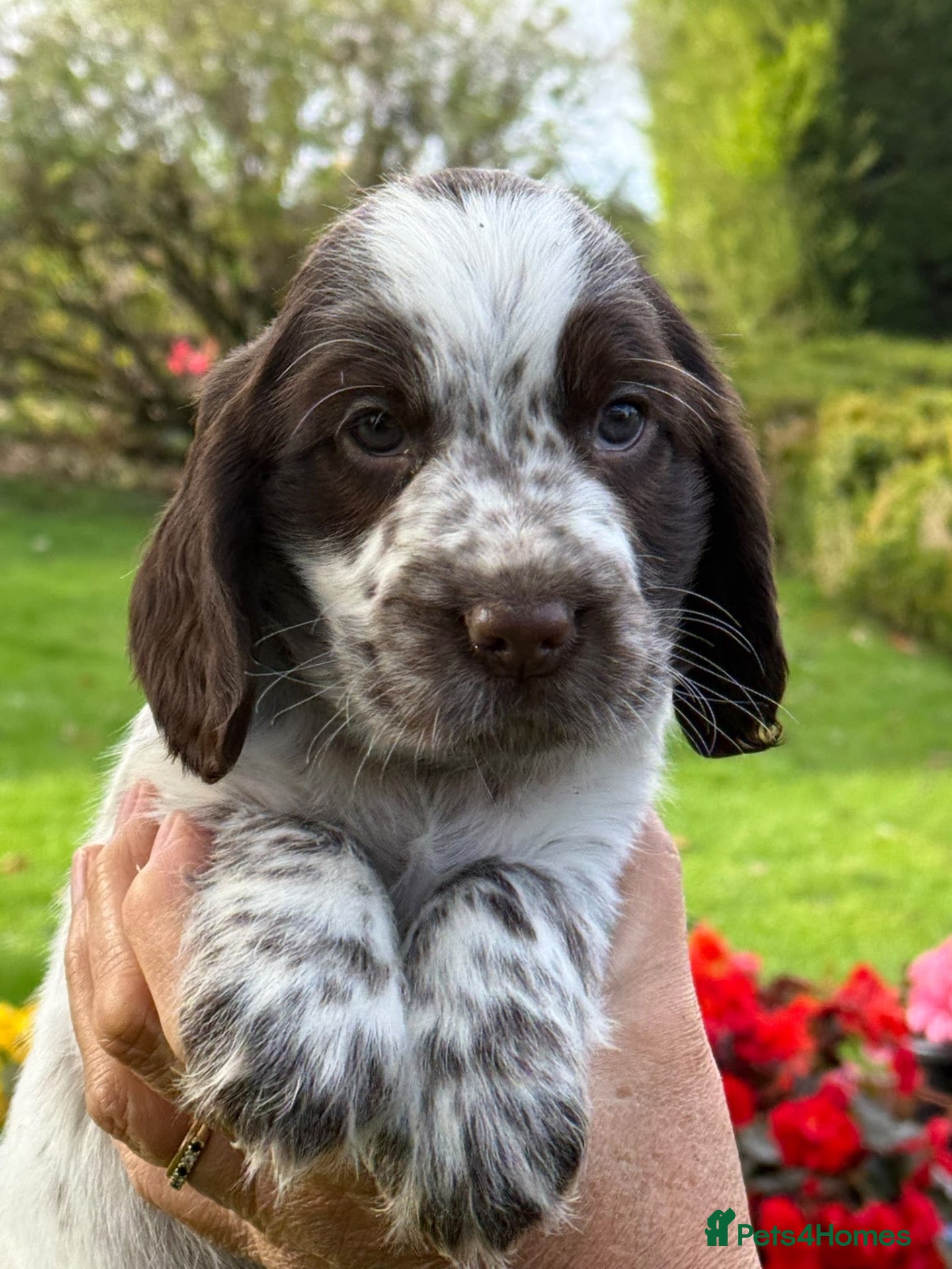 Cocker Spaniel dogs KC Reg Cocker Spaniel Pups Full DNA 5⭐️ Licensed  - Advert 7