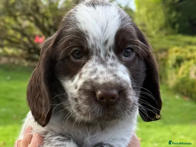 Cocker Spaniel dogs KC Reg Cocker Spaniel Pups Full DNA 5⭐️ Licensed - Advert 7