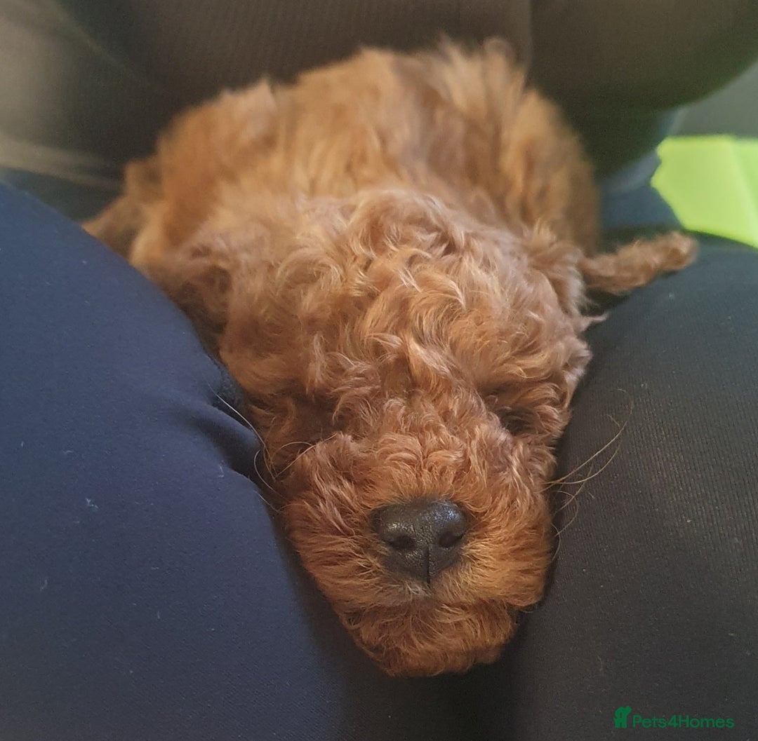 Toy Poodle dogs for sale: STUNNING KC REGISTED TOY POODLE BOY - Advert 4