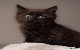Siberian cats for sale: Beautiful 3 siberian kittens/ boys - Image 7