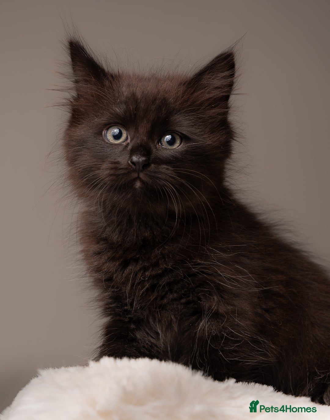 Siberian cats for sale: Beautiful 3 siberian kittens/ boys - Image 7