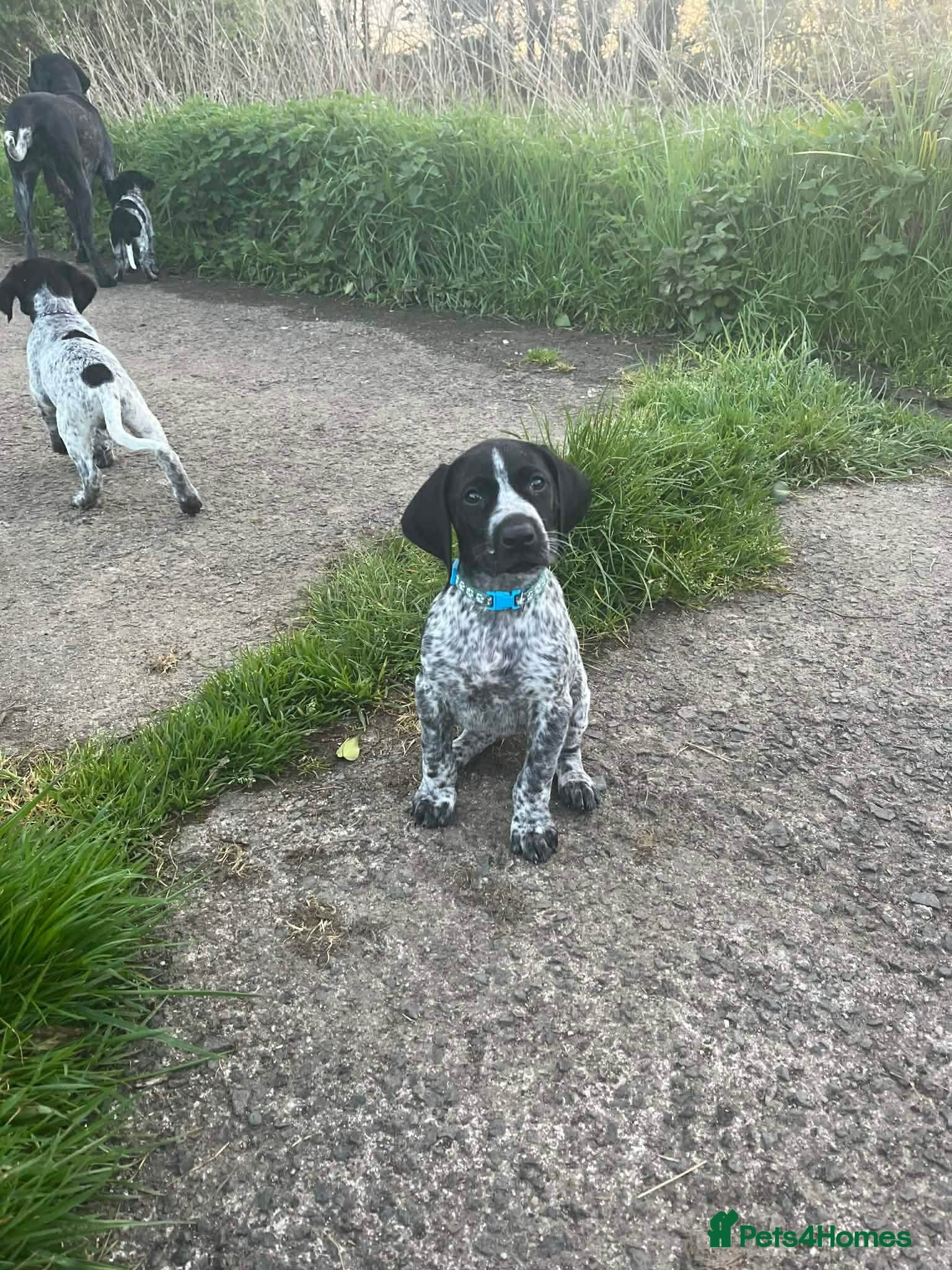 German Shorthaired Pointer dogs ‼️Only one beautiful boy available‼️ - Advert 8