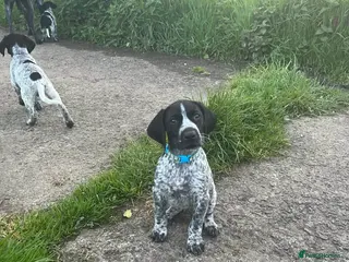 German Shorthaired Pointer dogs ‼️Only one beautiful boy available‼️ - Advert 8