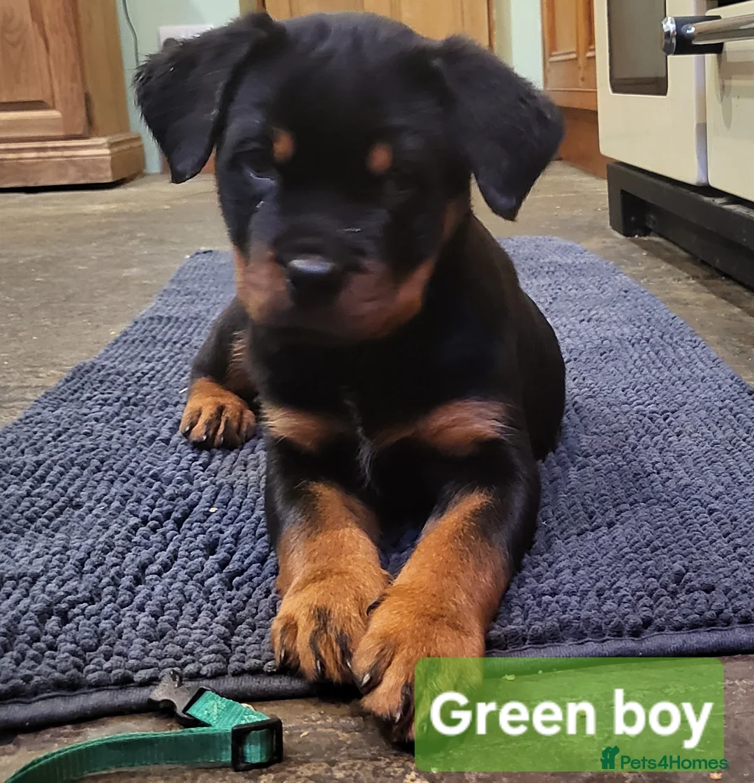 Rottweiler dogs for sale: Chunky Rottweiler Puppies - Advert 20