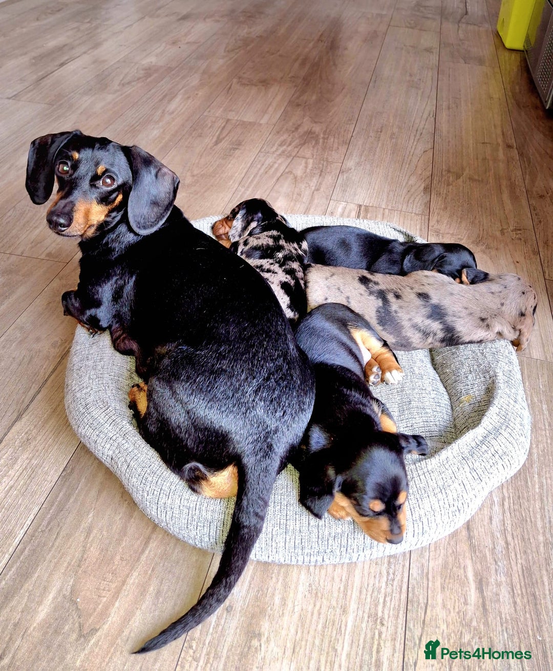 Dachshund dogs for sale: Dachshund puppies 🐶  - Image 11