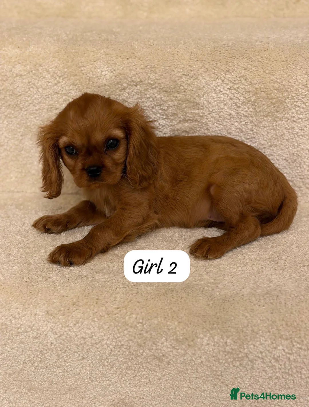 Cavalier King Charles Spaniel dogs for sale: Cavalier King Charles puppy 1 boy 2 girls left  - Advert 6