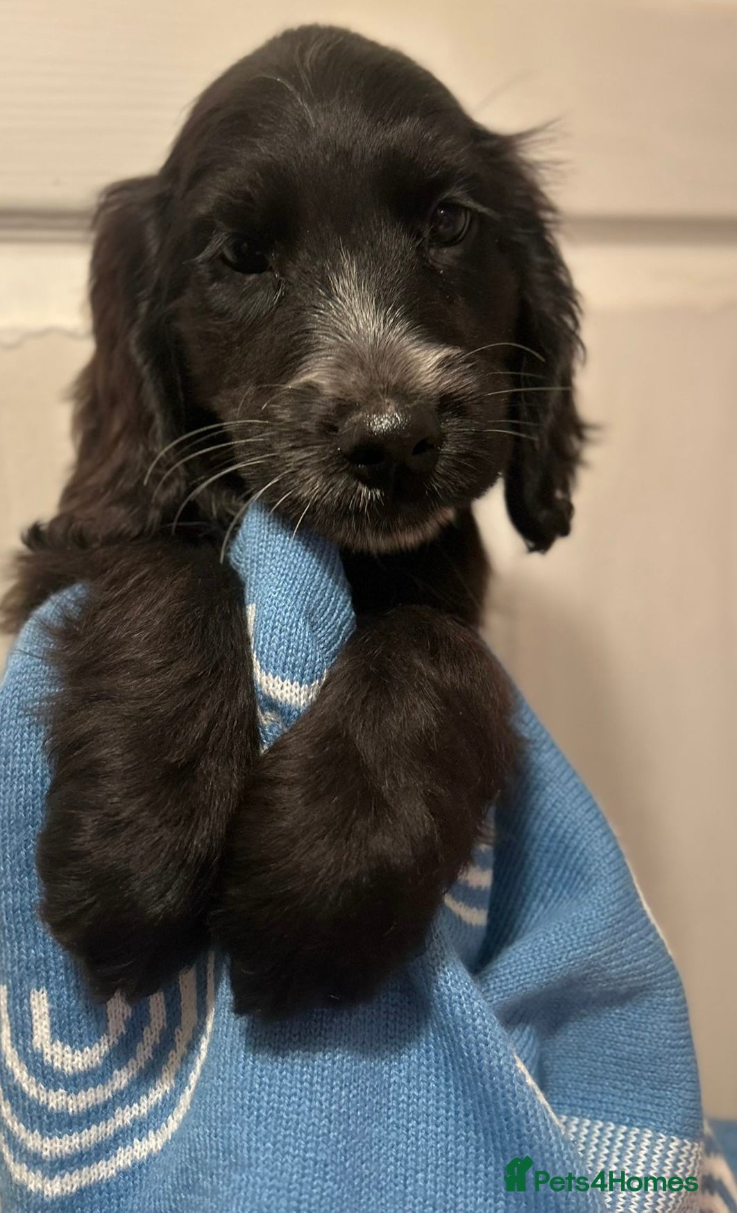 Cocker Spaniel dogs Cute cocker spaniels LAST 2 - Advert 16