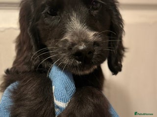 Cocker Spaniel dogs Cute cocker spaniels LAST 2 - Advert 6