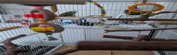 Budgerigars birds for sale: 4 budgies and cage  in Sheffield - Advert 4