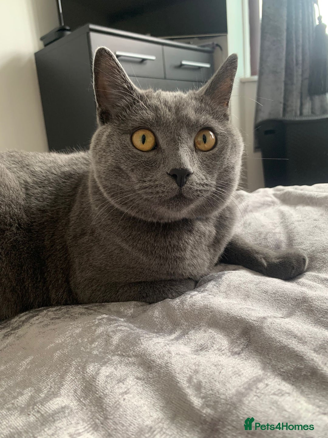 British Shorthair cats for sale: British shorthair x Russian blue male cats age 1 - Advert 8