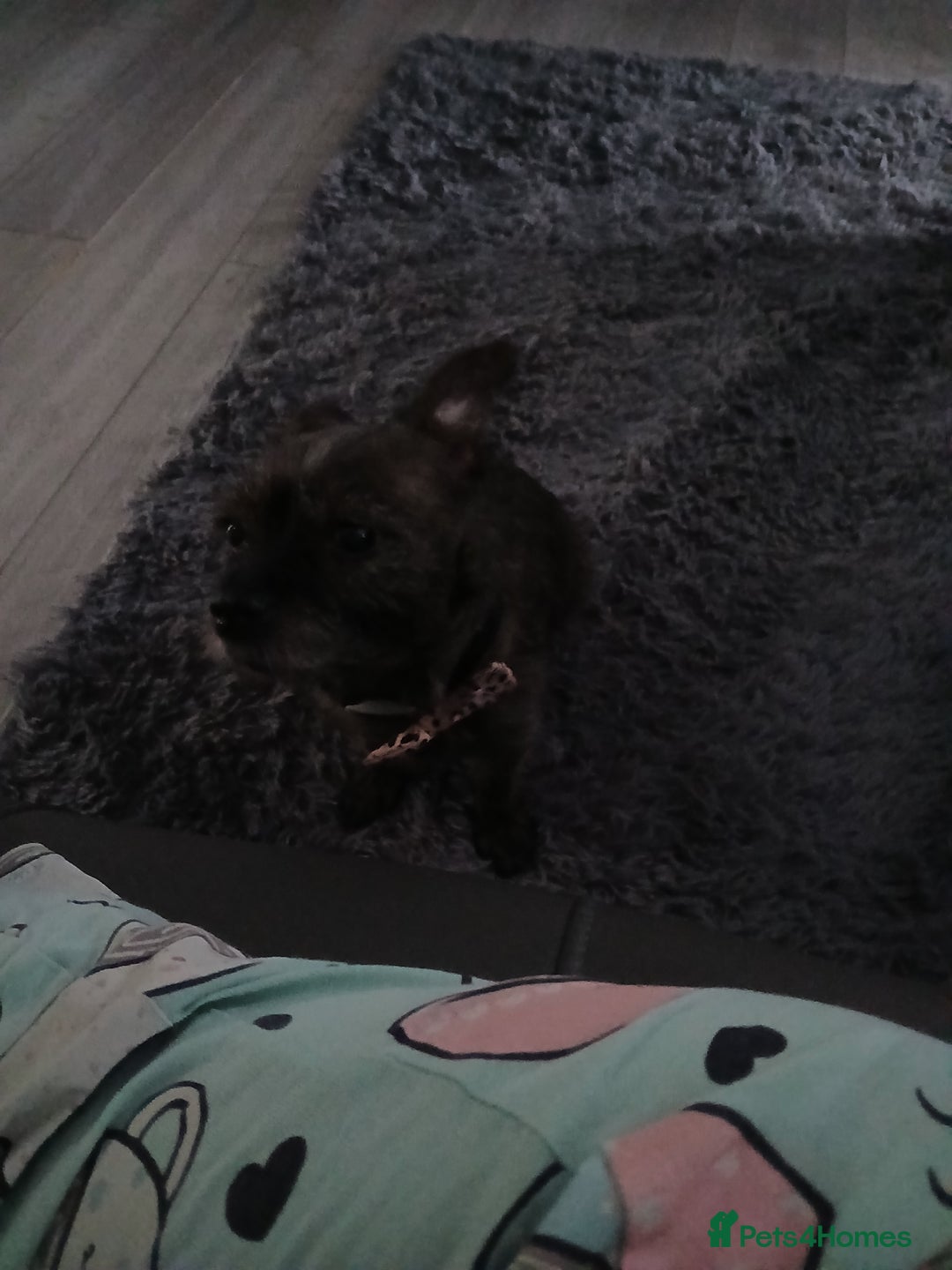 Mixed Breed dogs for sale: Mixed breed terrier - Image 1