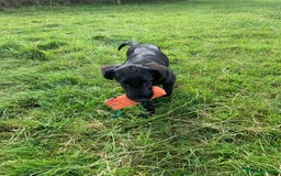 Flat coated Retriever dogs for sale: Young Flatcoated Retriever dog, basics trained - Image 4