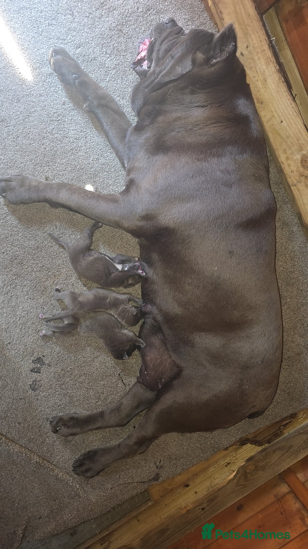 Cane Corso dogs for sale: Romanian cane corso - Image 3