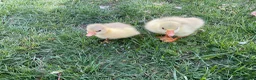 Geese poultry for sale: 2 x Emden Goslings For Sale - Advert 2