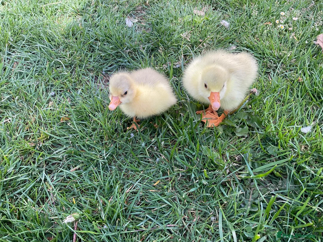 Geese poultry for sale: 2 x Emden Goslings For Sale - Advert 2
