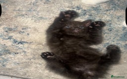 Ragdoll cats for sale: (2 GIRLS LEFT) 3 BiColour Ragdoll Ready in 3Weeks - Image 15