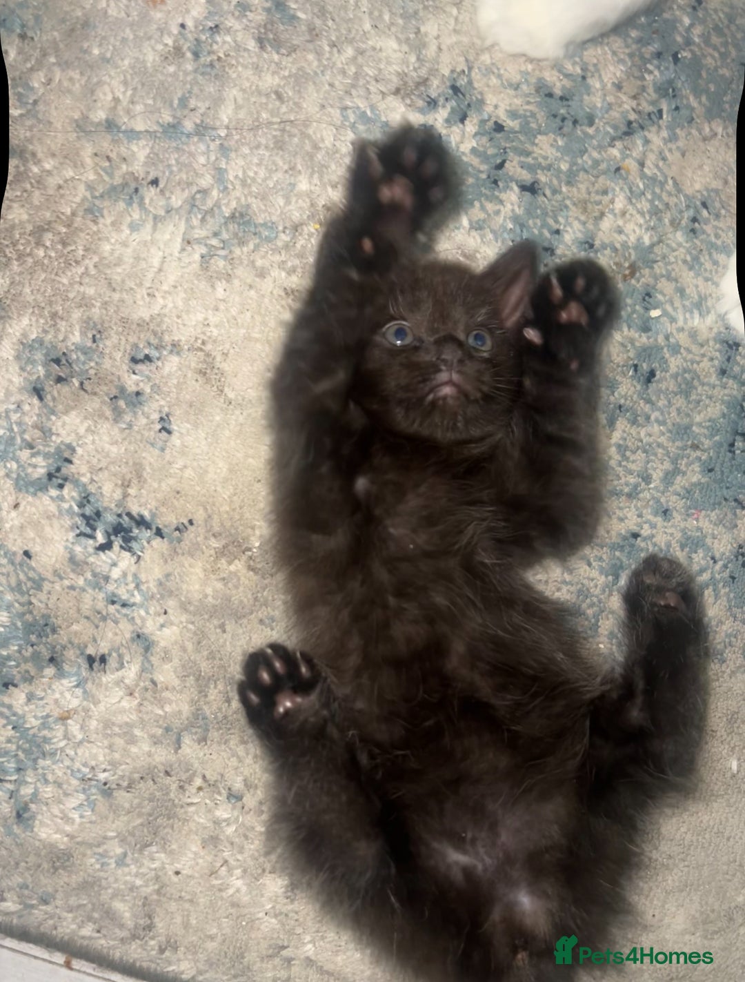 Ragdoll cats for sale: (2 GIRLS LEFT) 3 BiColour Ragdoll Ready in 3Weeks - Image 15