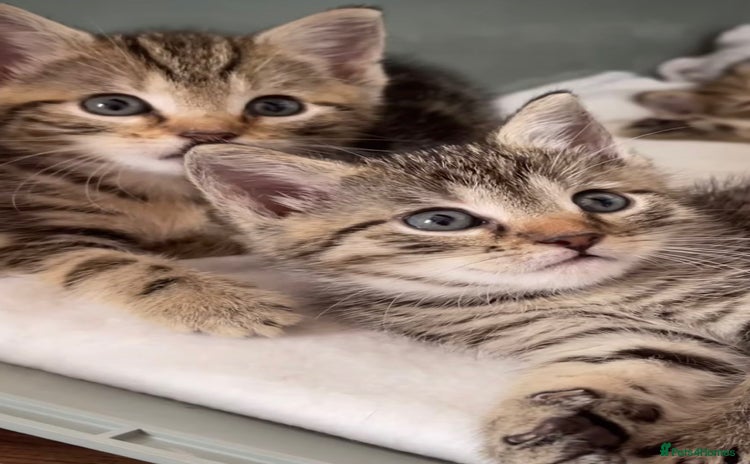 Mixed Breed cats - Advert 5