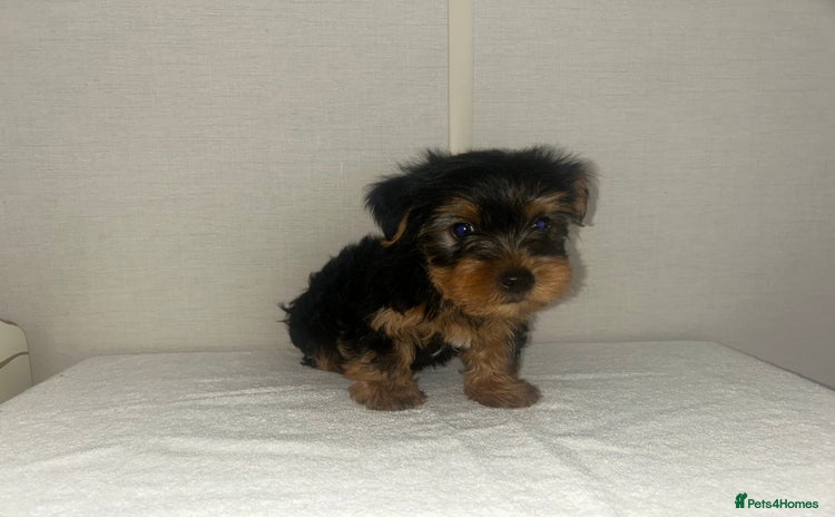 Yorkshire Terrier dogs - Advert 8