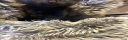 Mixed Breed cats for sale: Four beautiful mixed breed kittens - Advert 10