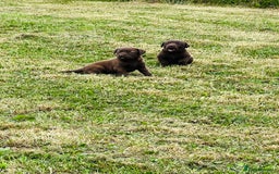 Labrador Retriever dogs for sale: Pedigree Labrador Puppies  - Image 5
