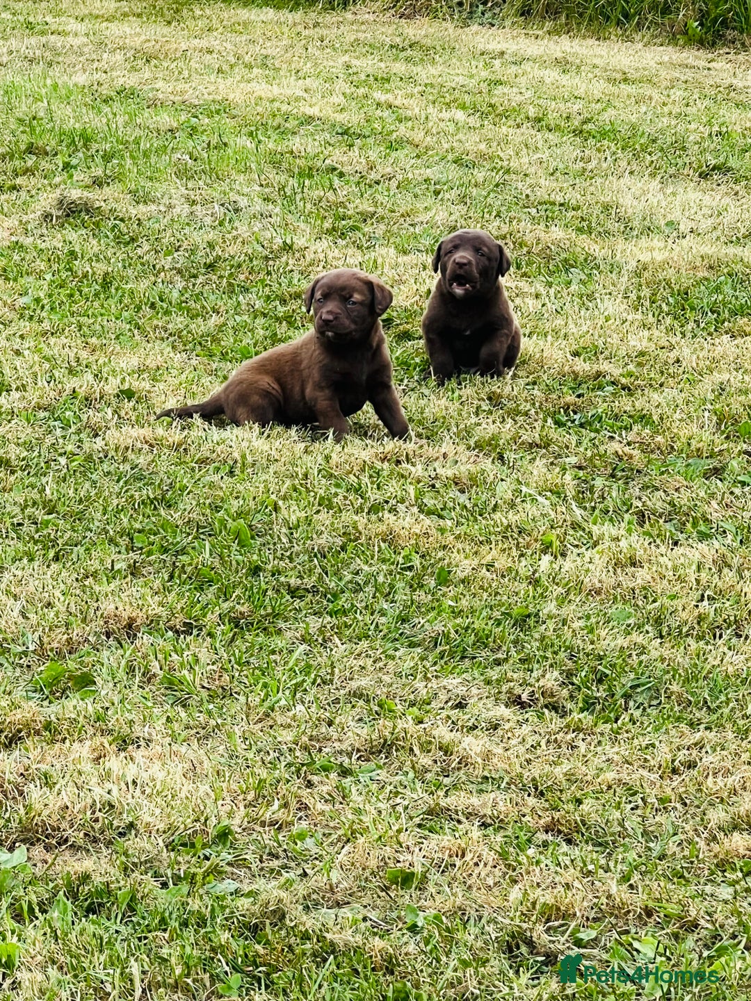 Labrador Retriever dogs for sale: Pedigree Labrador Puppies  - Image 5