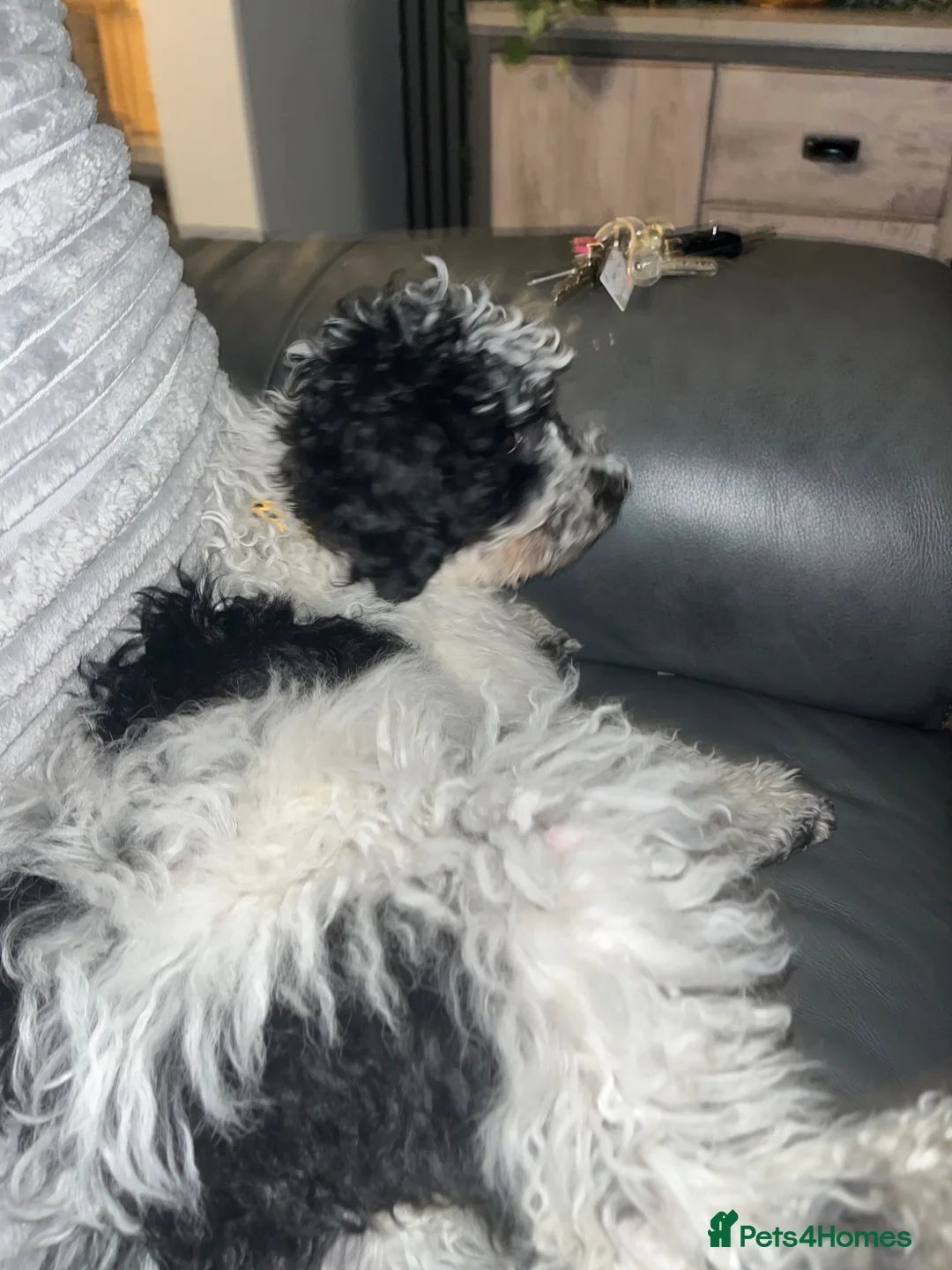 Miniature Poodle dogs for sale: Parti poodle  - Advert 2