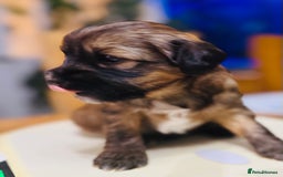 Tibetan Terrier dogs for sale: KC Reg, Fully Health Tested Tibetan Pups - Image 11