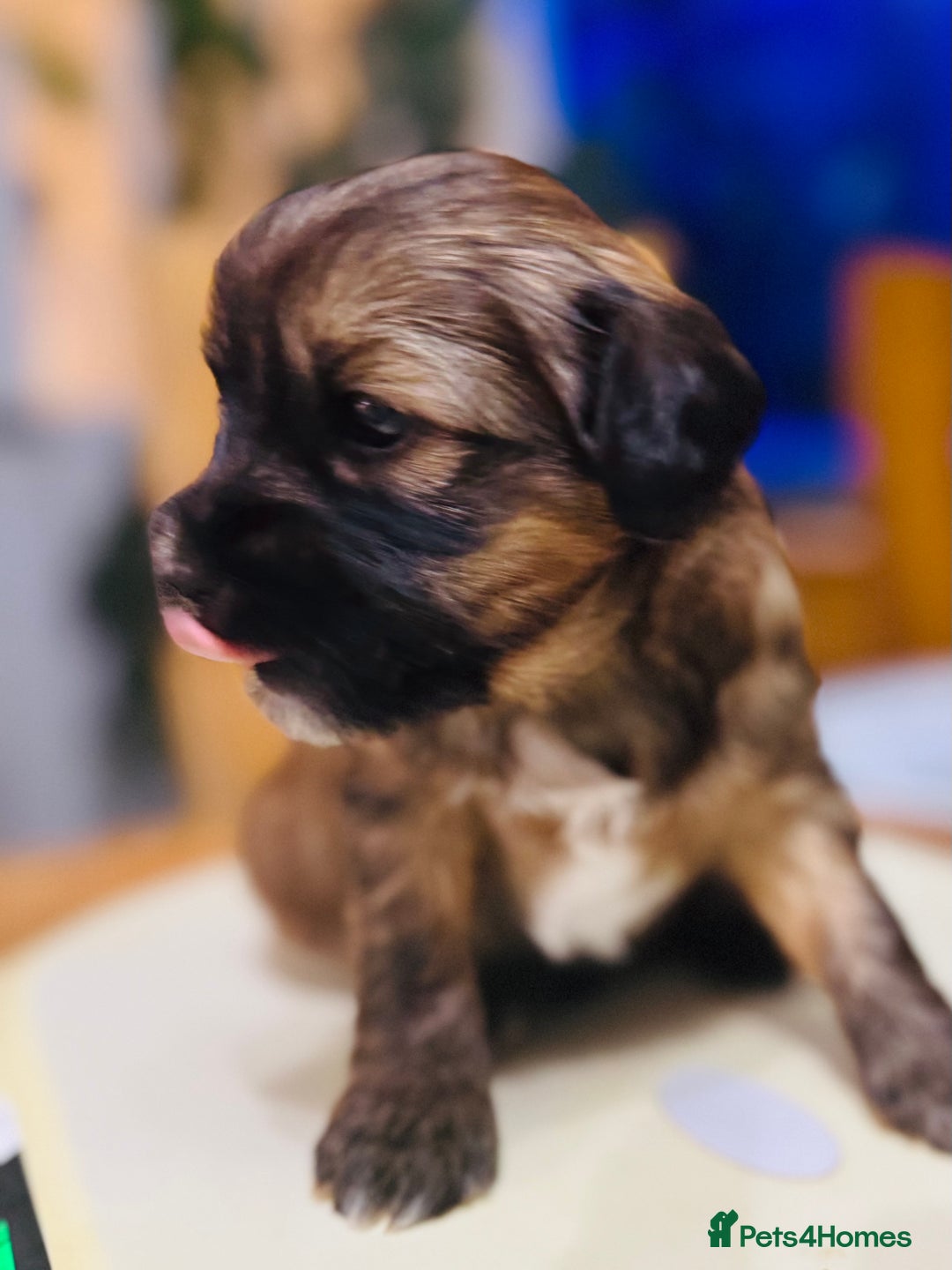 Tibetan Terrier dogs for sale: KC Reg, Fully Health Tested Tibetan Pups - Image 11