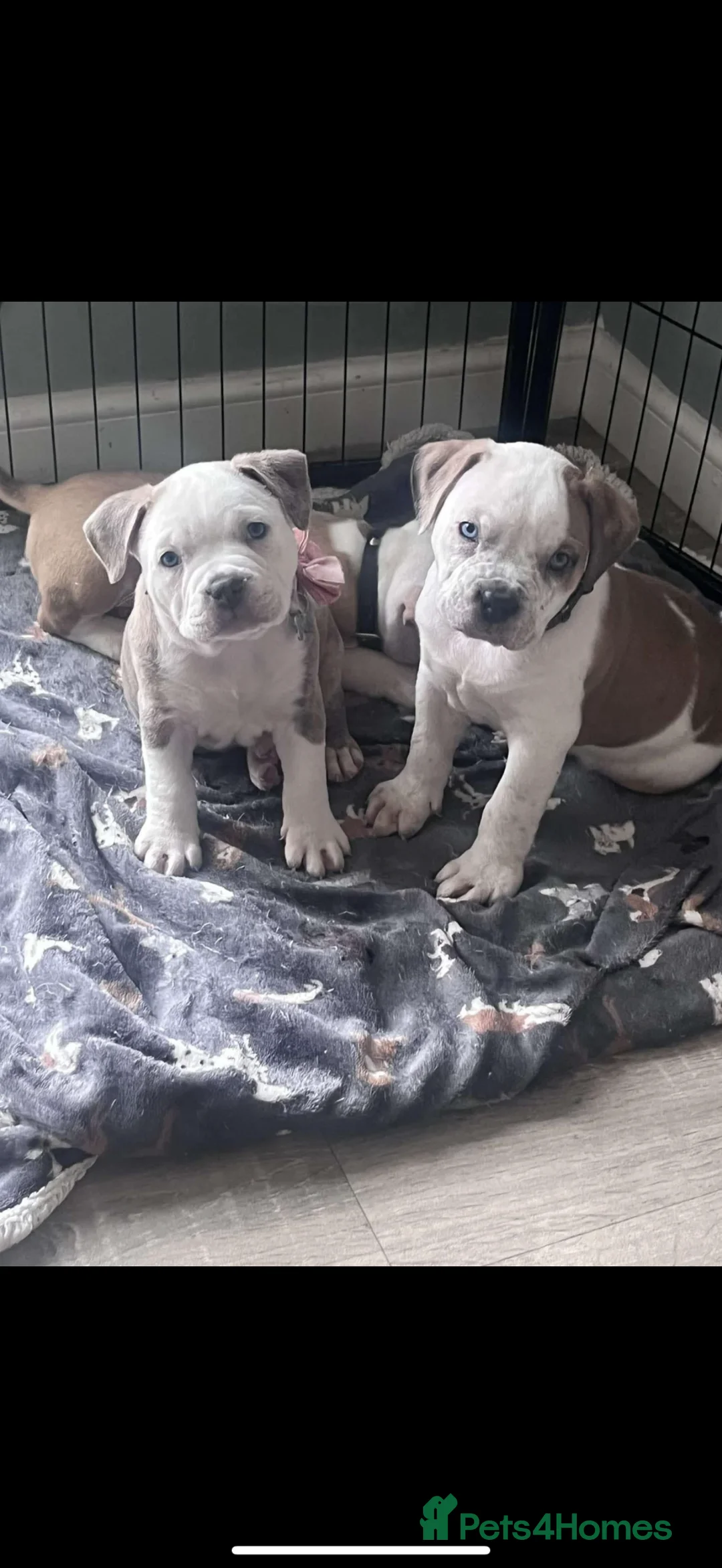 Mixed Breed dogs for sale: Pablo - Advert 2