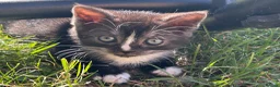 Mixed Breed cats for sale: 6 Beautiful Kittens - Advert 14